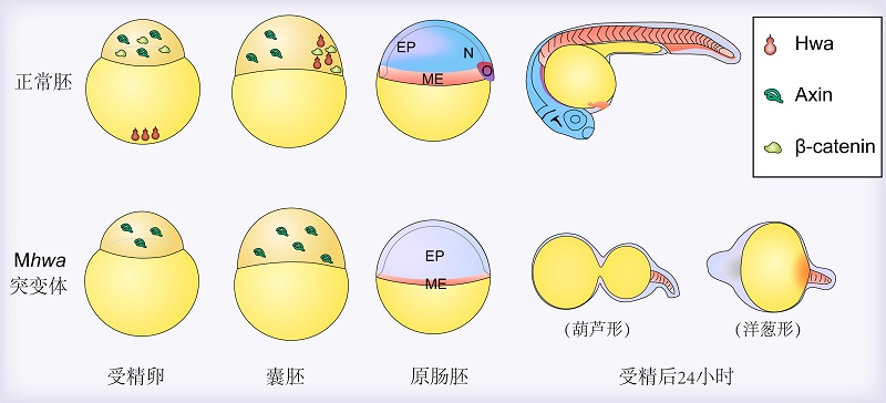 新闻报道图_中文.jpg